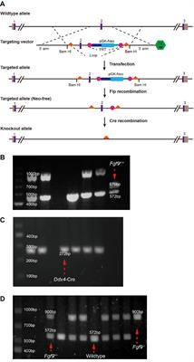 The Fibroblast Growth Factor 9 (Fgf9) Participates in Palatogenesis by Promoting Palatal Growth and Elevation